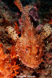 Red scorpion fish by Vittorio Durante 